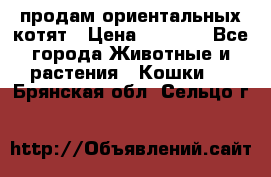 продам ориентальных котят › Цена ­ 5 000 - Все города Животные и растения » Кошки   . Брянская обл.,Сельцо г.